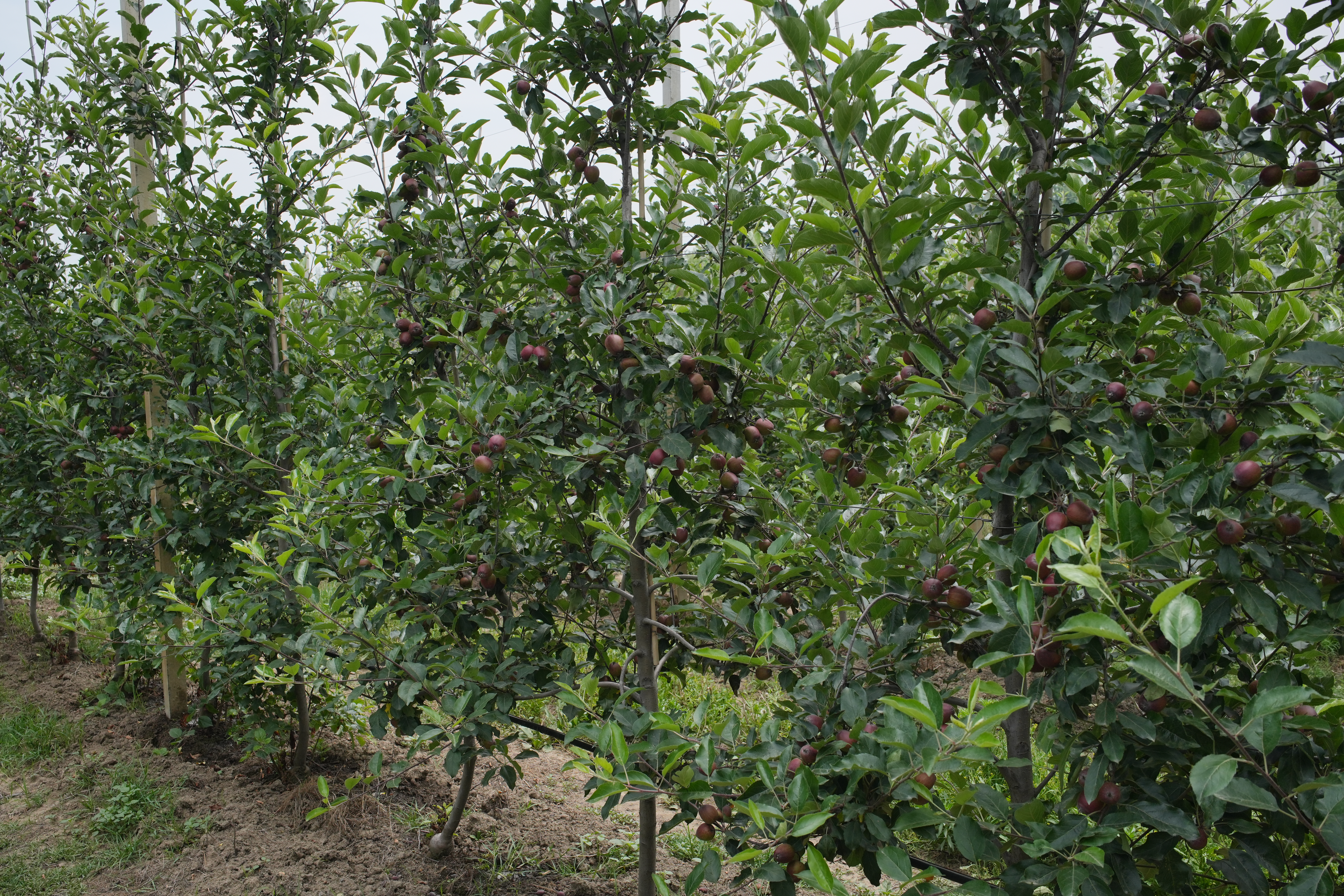 Nursery