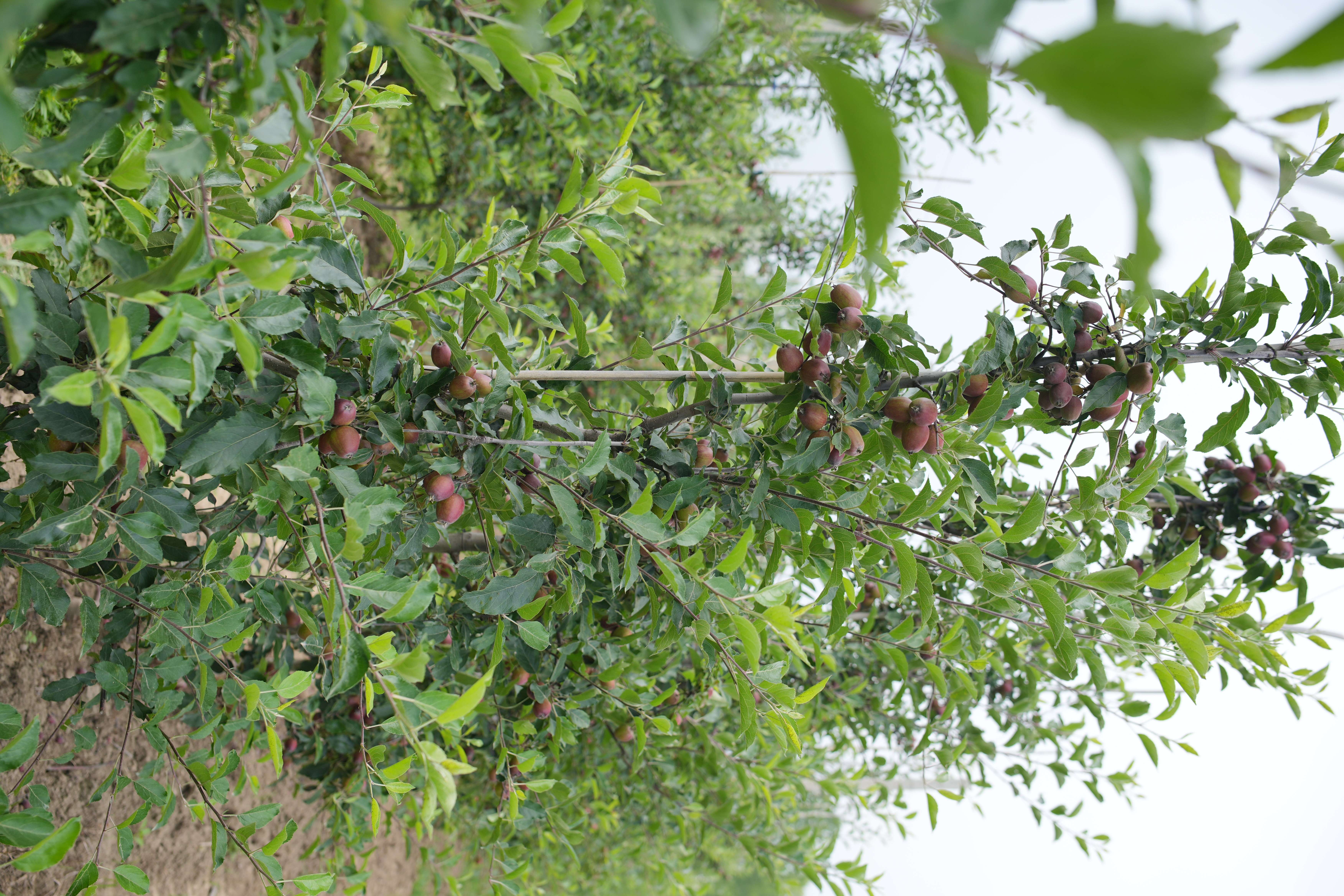 High Density Plantation