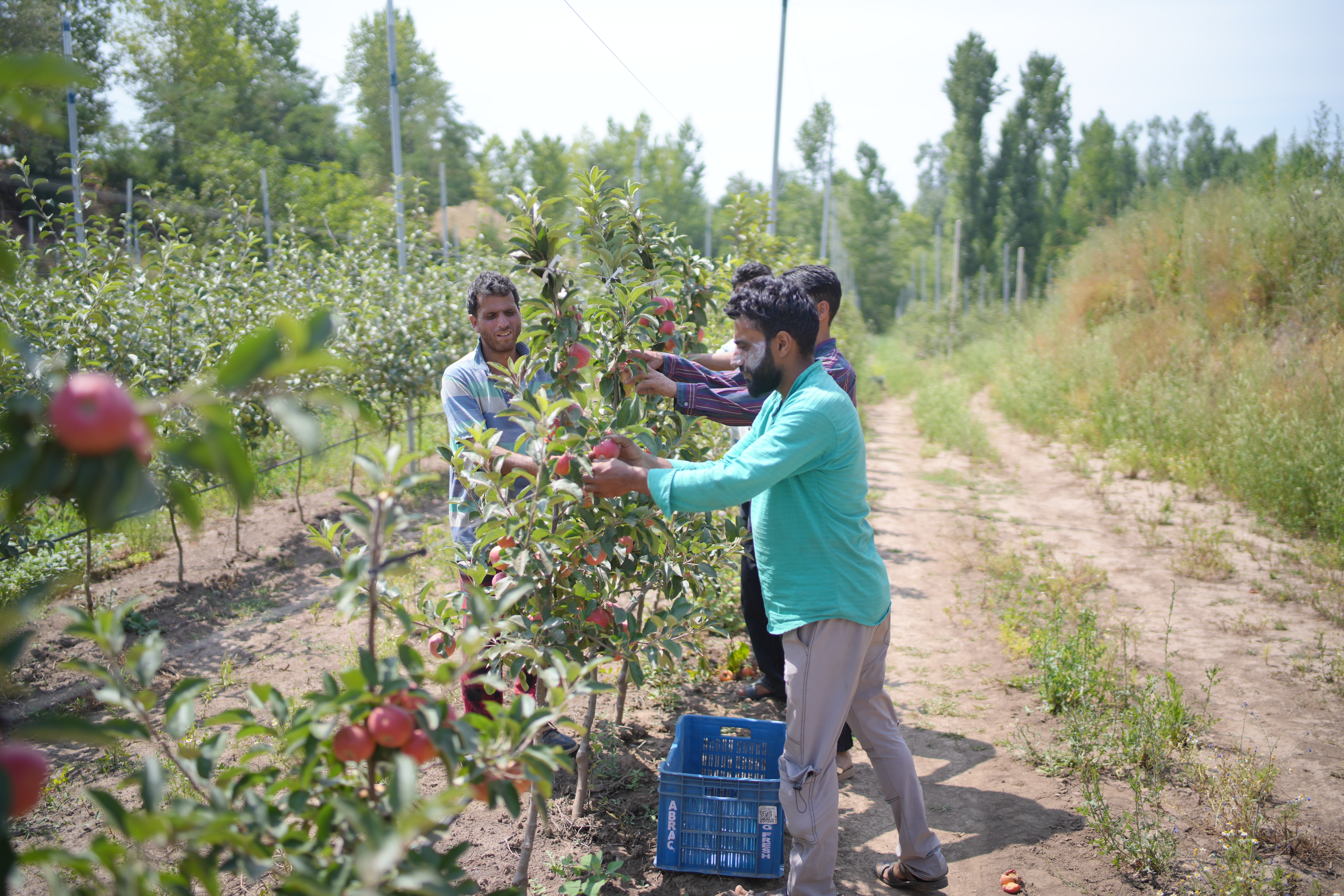 Irrigation lines running through an orchard block