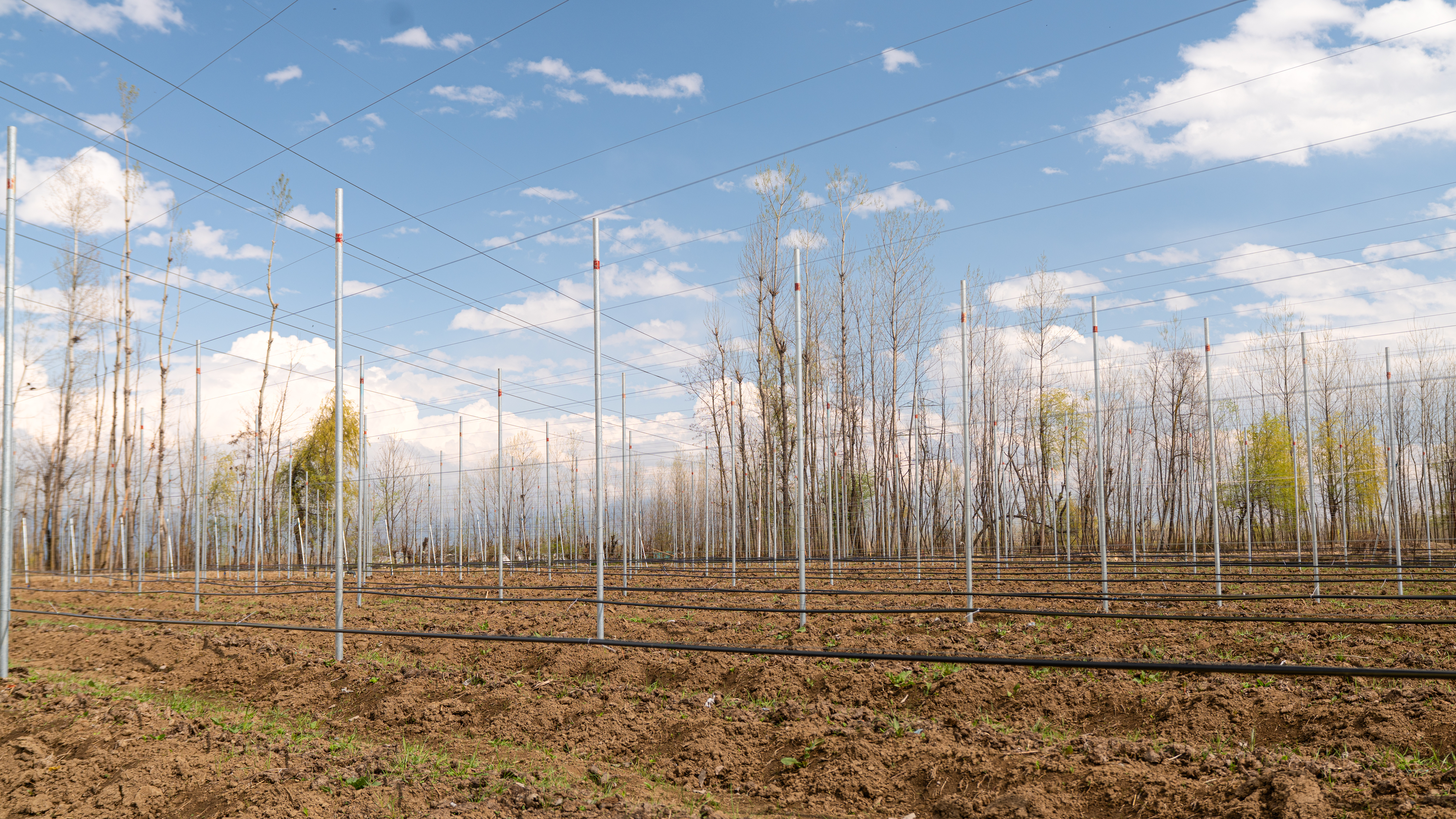 Netting stretched over rows following the slope of a hillside