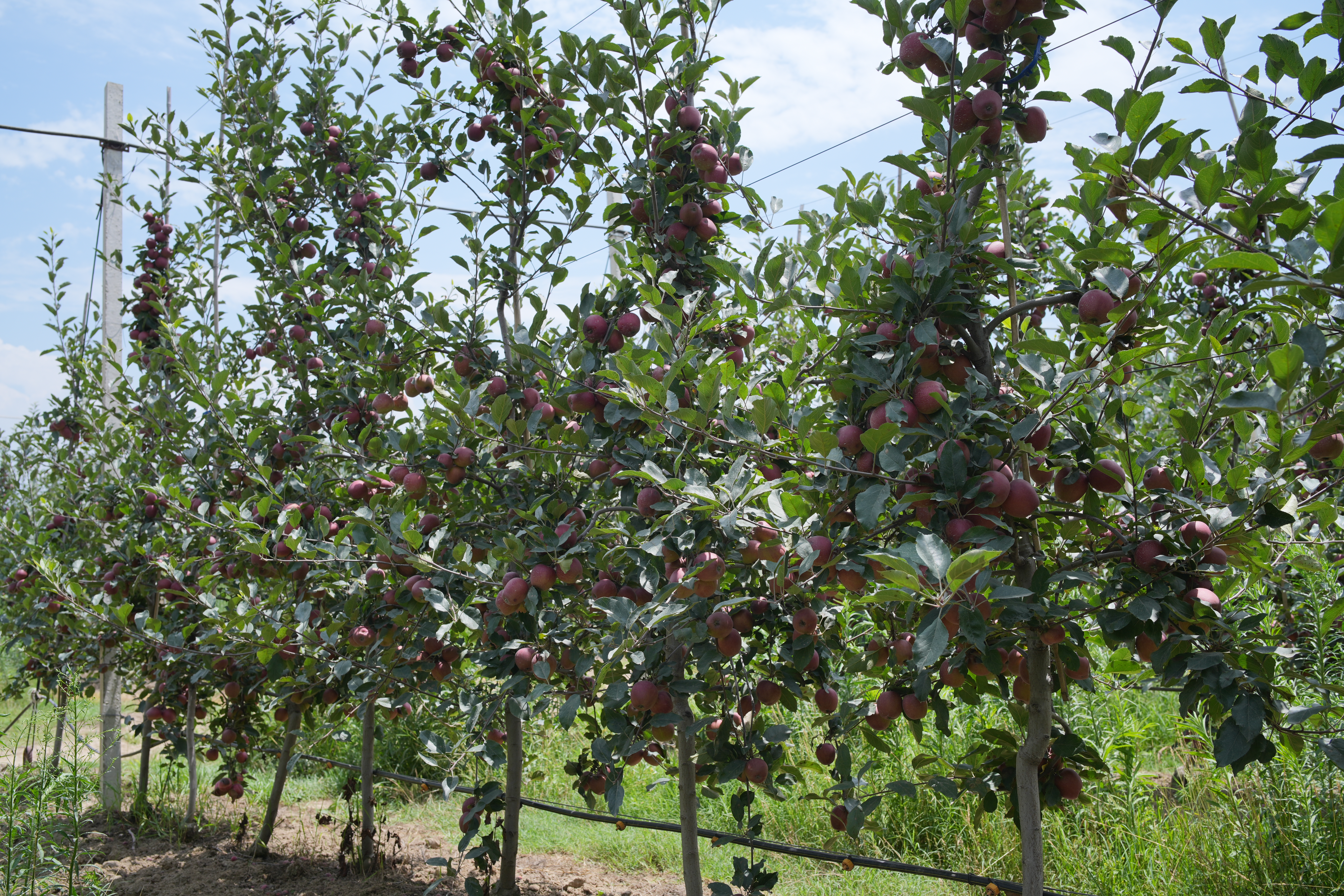 Orchard rows under a completed netting canopy