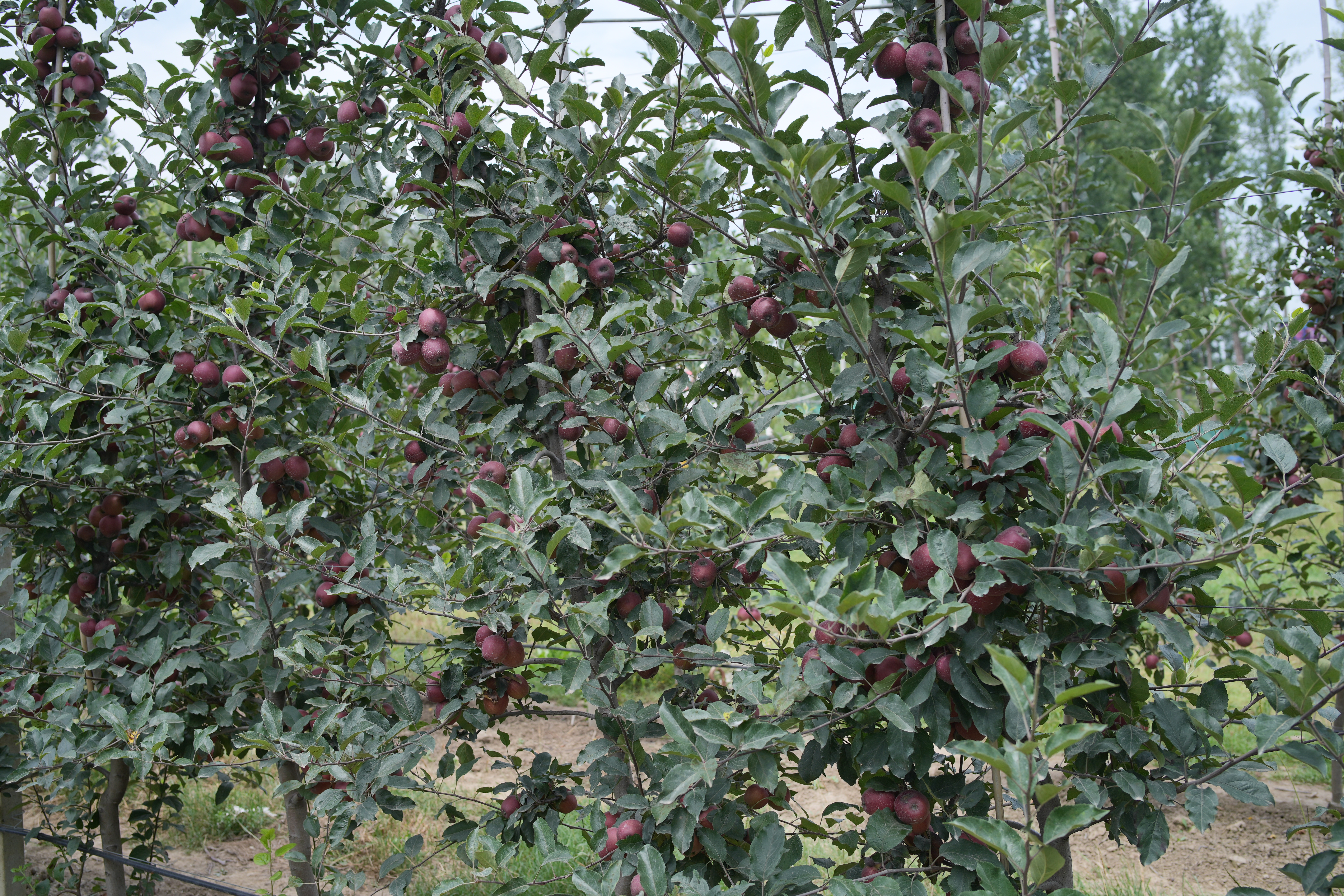 Sunlight filtering through orchard canopy netting