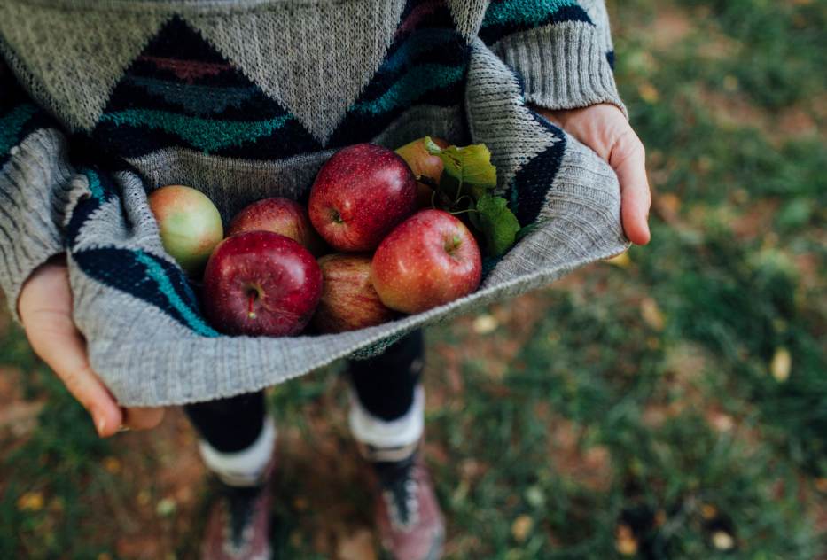 Child holding a bundle of freshly picked apples in a sweater